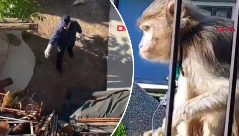 Muğla'da Sıra Dışı Bir Olay: Maymun Mahalleyi Korku İçinde Sardı!