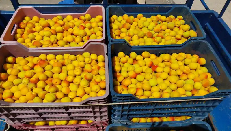 İlk Hasat Ne Zaman Gerçekleşti? 500 TL ile Alıcı Buldu!