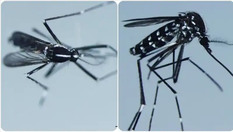 Global Salgını Tehdit Eden Chikungunya Virüsü: Belirtileri ve Yayılımı