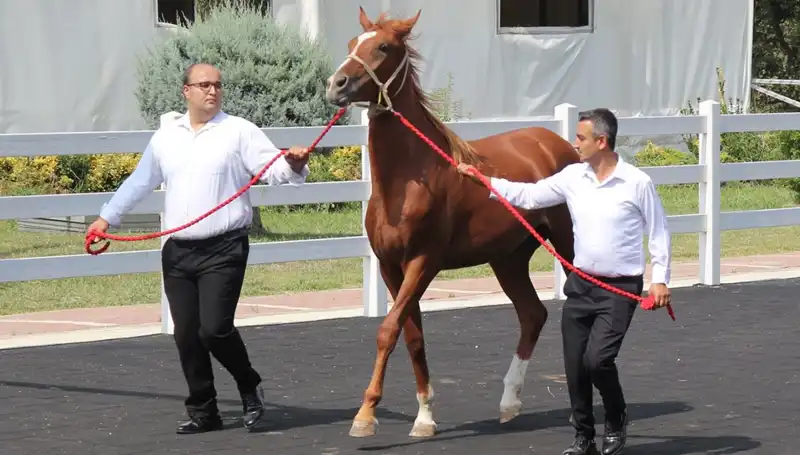Taşkın Kral: Rekorları Zorlayan Doğa Üstü Güçleriyle Dikkat Çekiyor!
