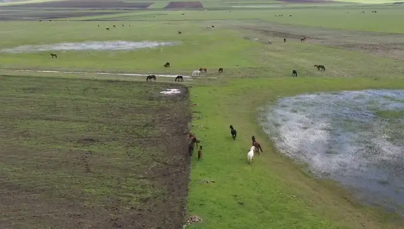 Kars'ın Doğasında Yılkı Atları: Doğanın Harikası Görüntülendi