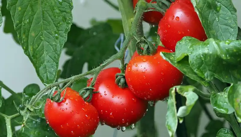 Domateslerin Genetik Tarihçesi: İnsanlar İçin Yeni Bir Umut Mu?