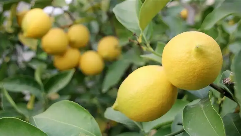 Limonun Kilogramı 24 Lira Oldu: Fiyat Artışının Ardındaki Sebepler Neler?