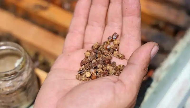 Eskiden Çöpe Giden Besin Şimdi Protein Kaynağı Olarak Satılıyor