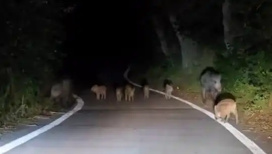 Elazığ'da Domuz Sürüsü Yol Güvenliğini Tehdit Etti!
