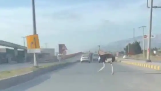 Trafikte Deve Kuşu Efsanesi: Sürücüler Şaşkına Döndü!