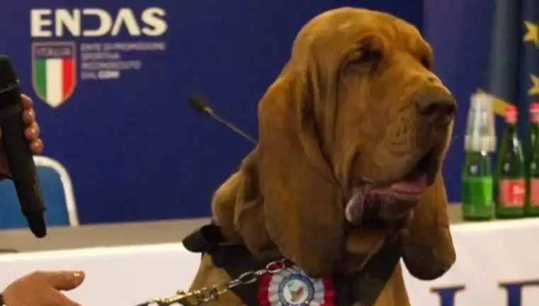 Arama Köpeğine Suikast: Çivili Sosisle Öldürülen Kahraman Hayvanın Dramı