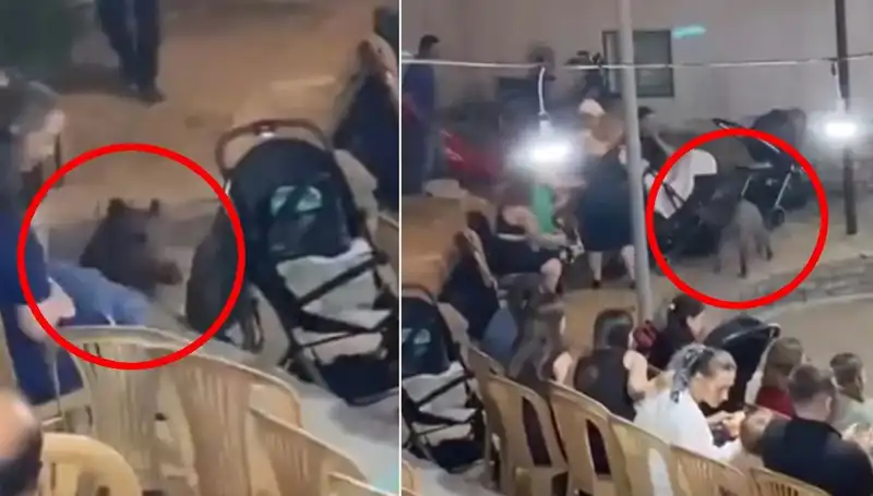 Düğün Törenine Atila Gibi Daldi: Yaban Domuzu Alarm Verdi!