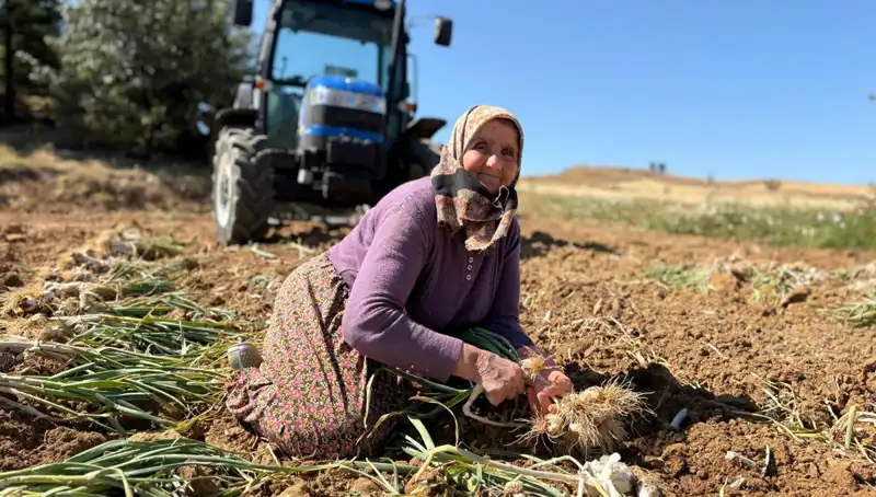 Dünyanın En Yüksek Selenyum Oranlı Bitkisi Tarlalarda Fısıldıyor