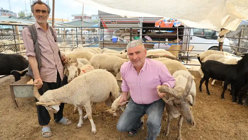 Kurban Pazarının Gözdesi: 4 Boynuzlu Koçlarla Dolu Bir Sezon