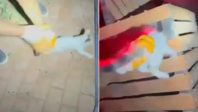 Gece Yarısı İtfaiye Ekipleri, Kayıp Kediyi Kurtarma Operasyonuna Koştu