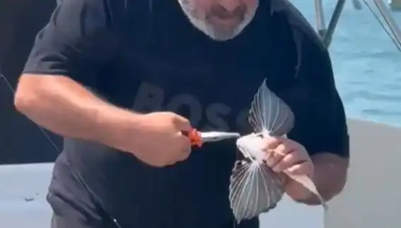 Saros'ta Nadir Görülen Kırlangıç Balığı Avcıların Oltasına Takıldı
