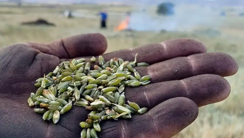 Firik Sezonu Başladı: Eşsiz Lezzetleriyle Sofraları Şenlendiriyor